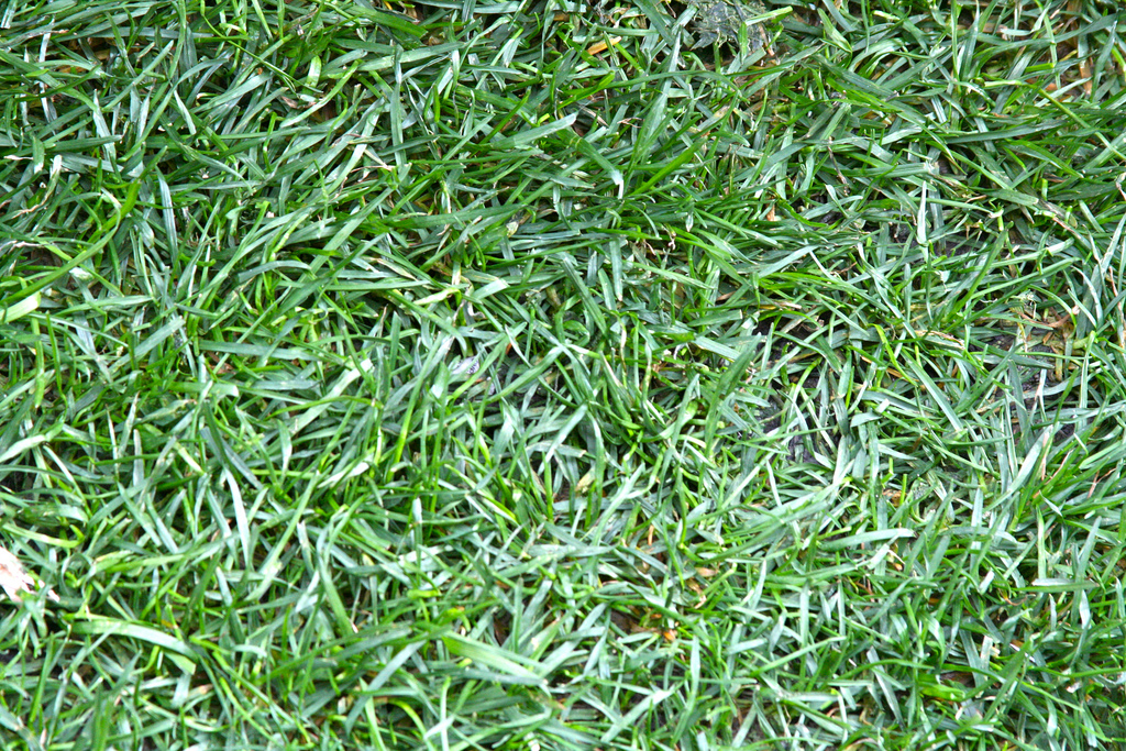 Guide to Common Grass Types in Pittsburgh, PA