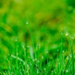 Checklist for Spring Lawn Care in Philadelphia, PA