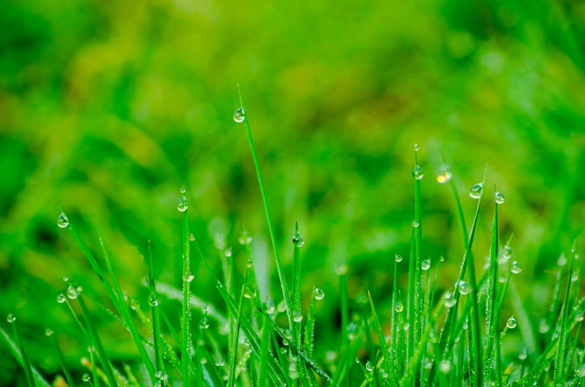 Grass with dew