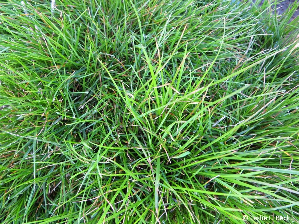 Rough Stalk Bluegrass Grass Type