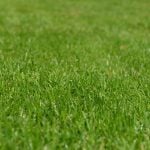 4 Tips for Spring Lawn Care in Baltimore, MD