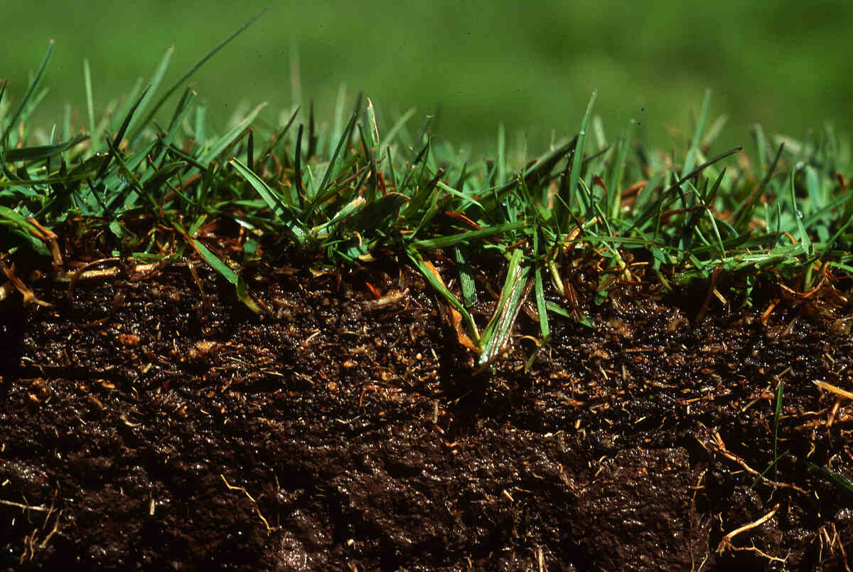 grass with soil