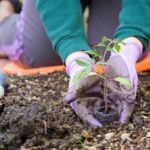 Denver’s Best Community Gardens for Urban Living