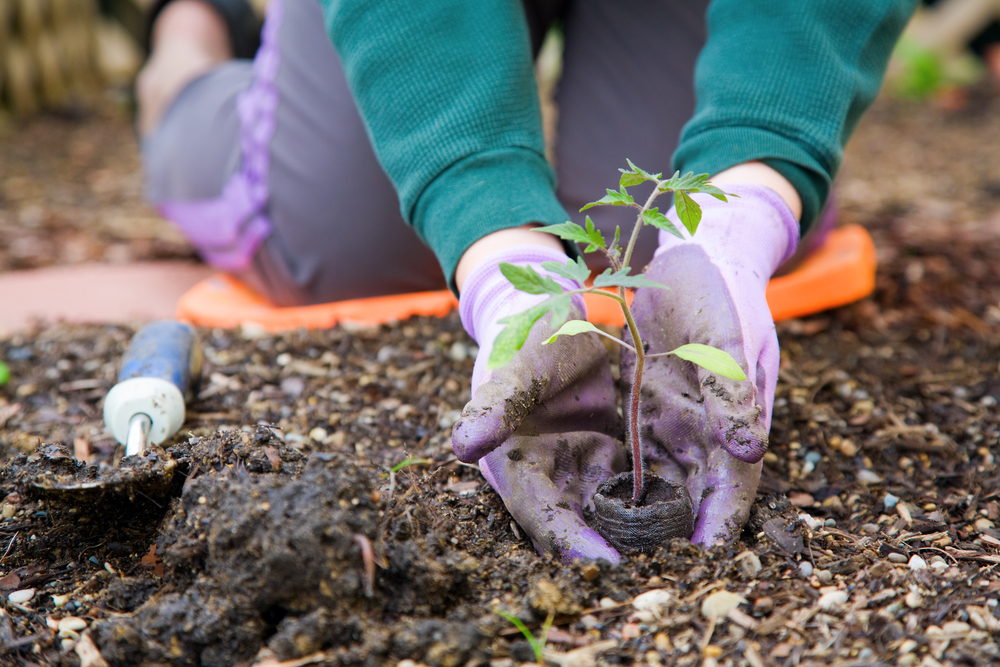 planting tree