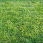 5 Best Grass Types For Baltimore