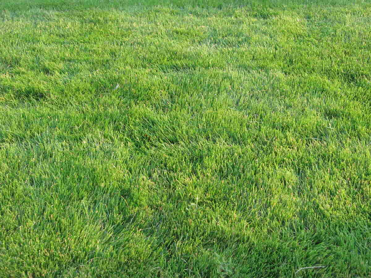 Lush gree Zoysia grass in a lawn