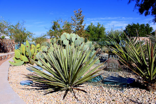 5 Glamorous Gardens in El Paso, Texas - Lawnstarter