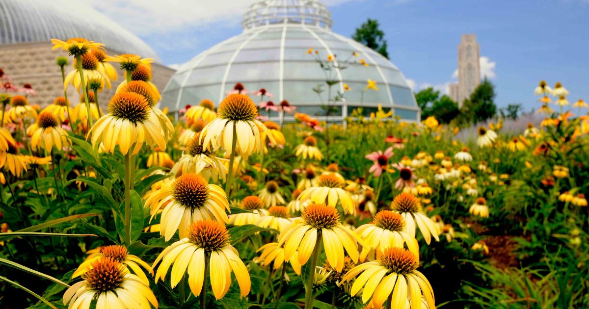 Pittsburgh Phipps Conservatory and Botanical Gardens Coneflowers