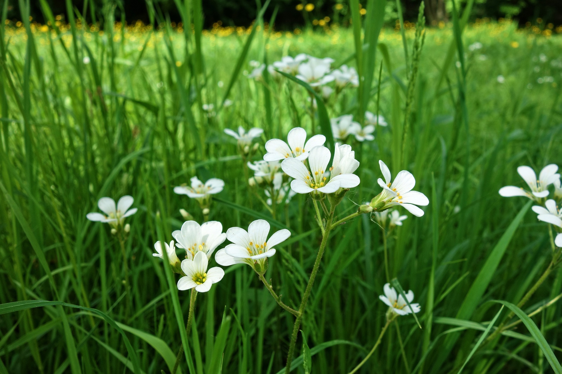 Outdoors Flowers