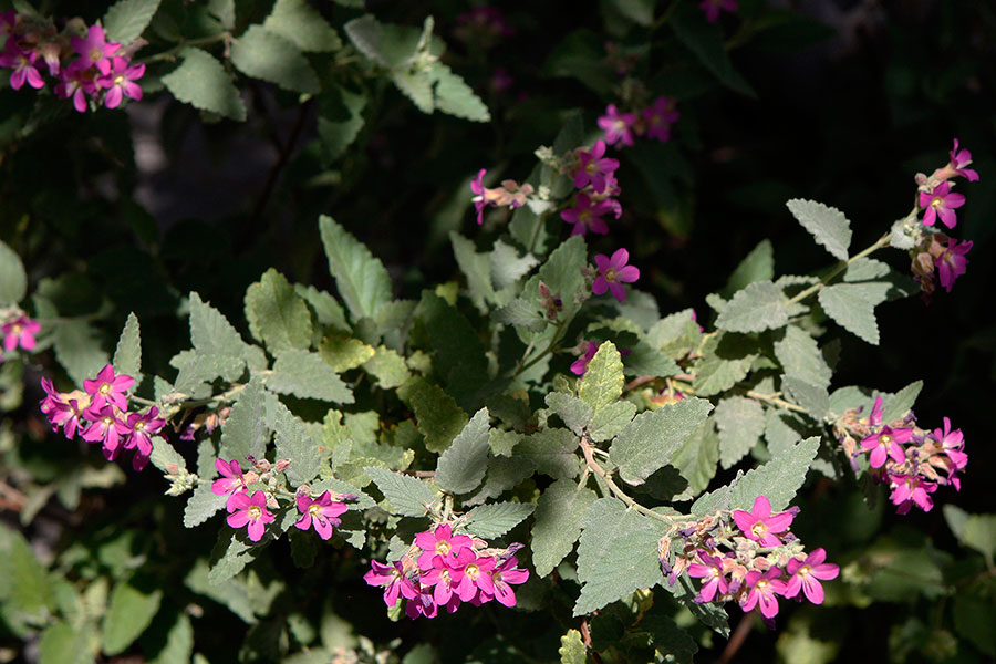 Chihuahuan Desert Garden in El Paso