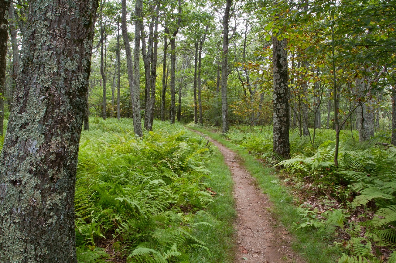 Hiking Trail Virginia