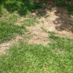 Common Lawn Pests in Hartford, CT