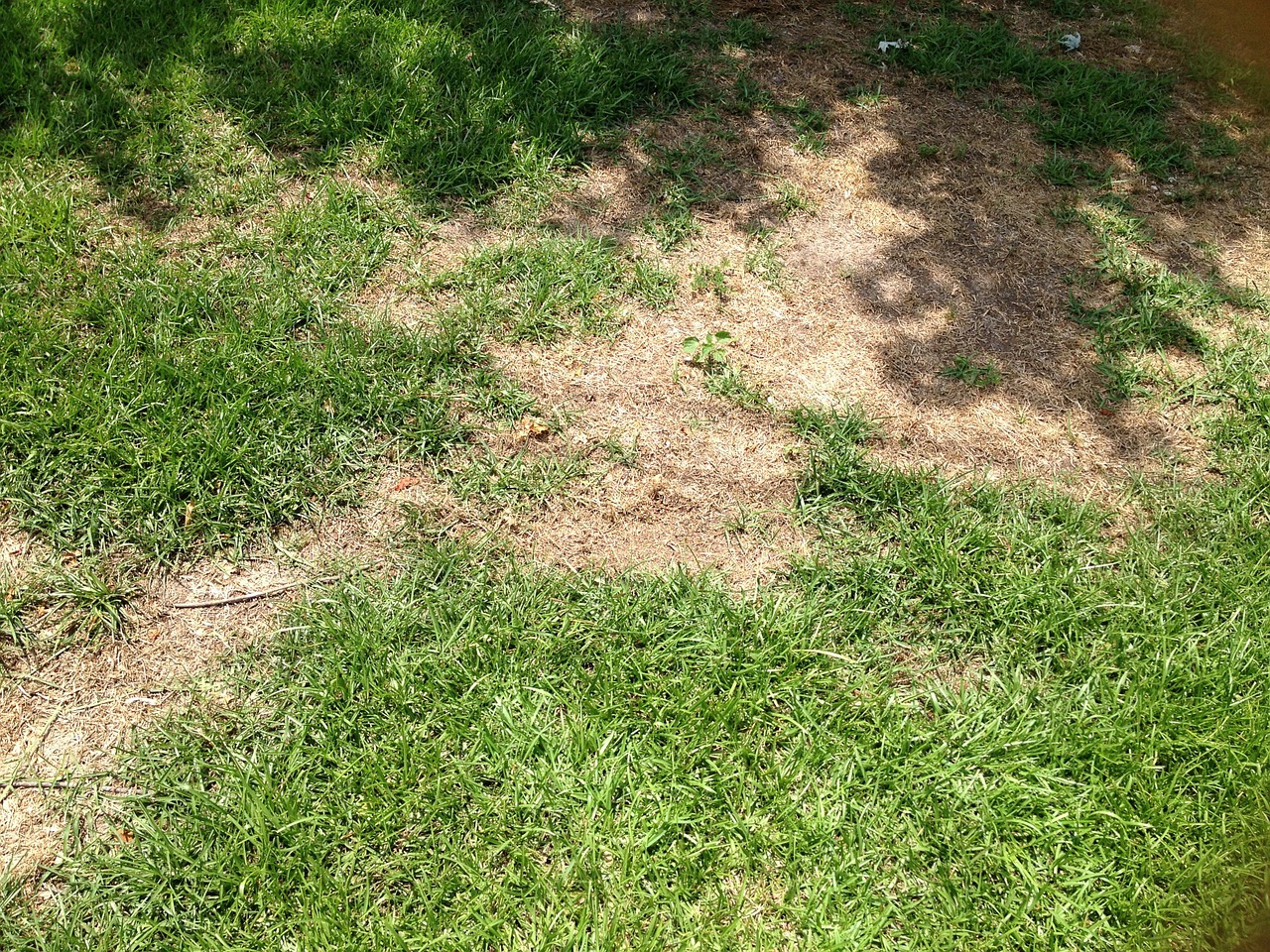 grass damage