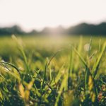 Tips for Better Summer Lawn Care in El Paso, TX