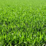 Grass Types Guide for Lawns in Los Angeles, CA