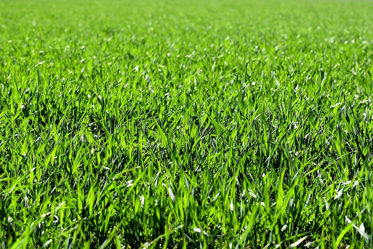 grass lawn care hartford