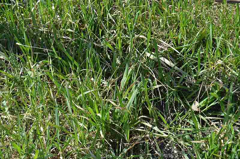 Kentucky bluegrass