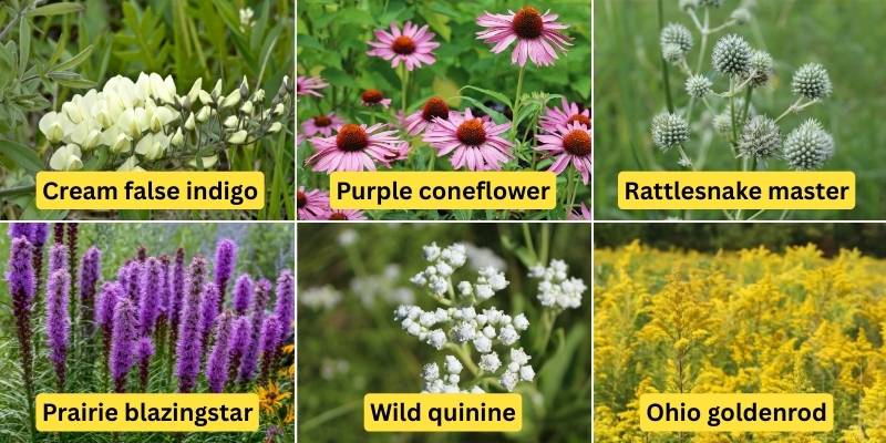 Collage of six native prairie flowers labeled: cream false indigo, purple coneflower, rattlesnake master, prairie blazingstar, wild quinine, Ohio goldenrod.