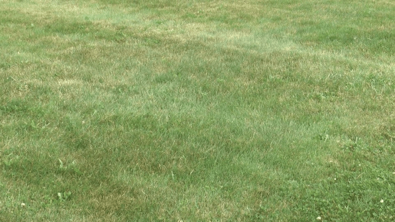 FIne Fescue