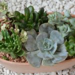 Plant Composition for Small Space Gardening