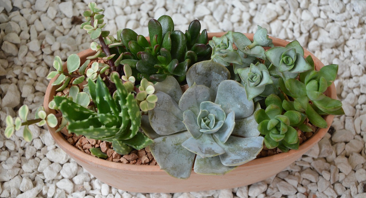 container garden composition