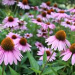 Native Plants for Easy Gardening in Milwaukee, WI