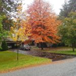 Fall Lawn Care Tips for Seattle, WA