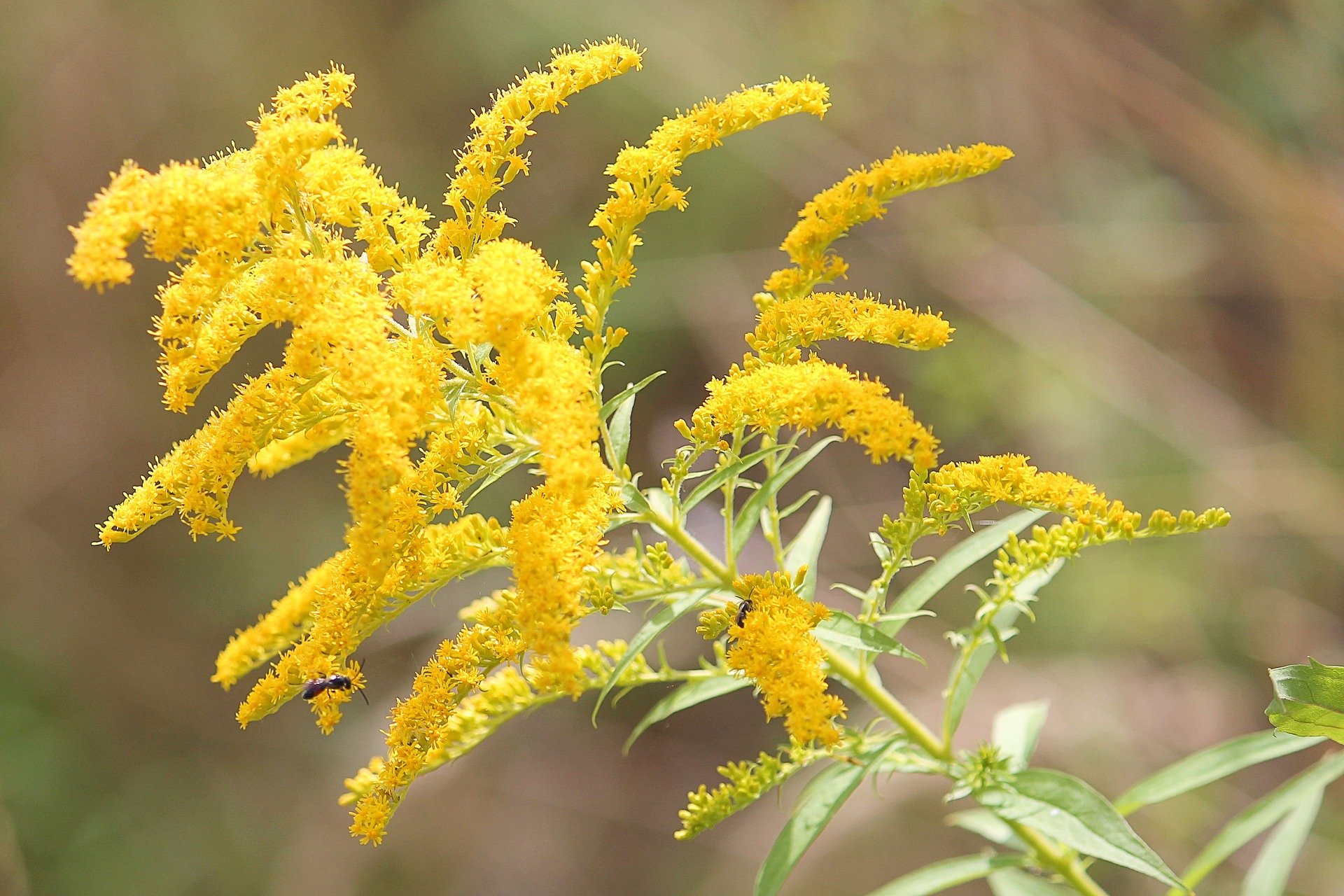 close up image of golden rod flower