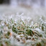 Winter Lawn Care Tips for Los Angeles Homeowners