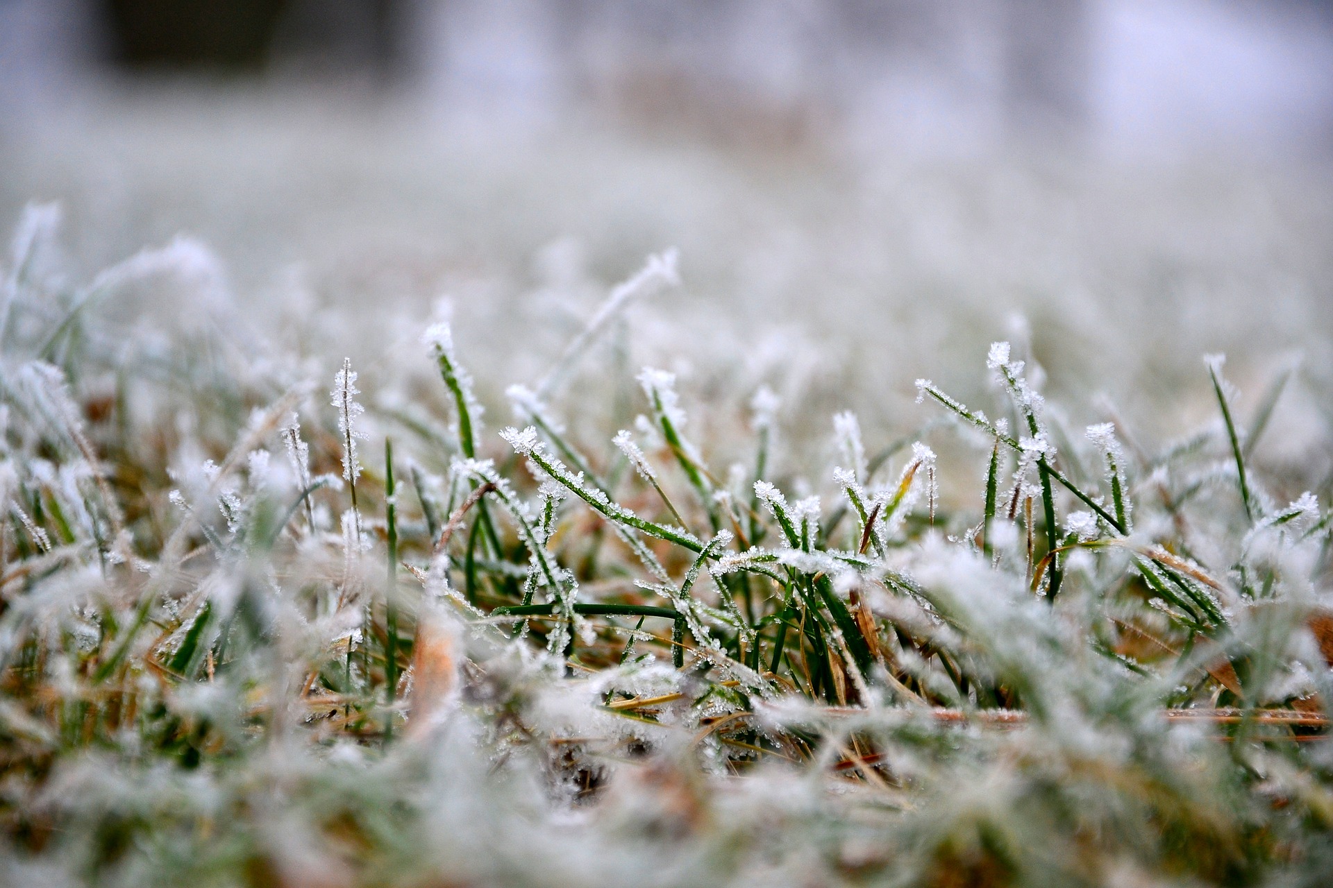 winter grass