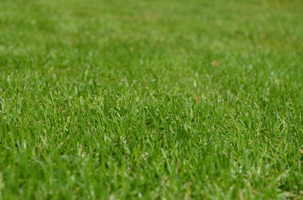 Green grass in Seattle
