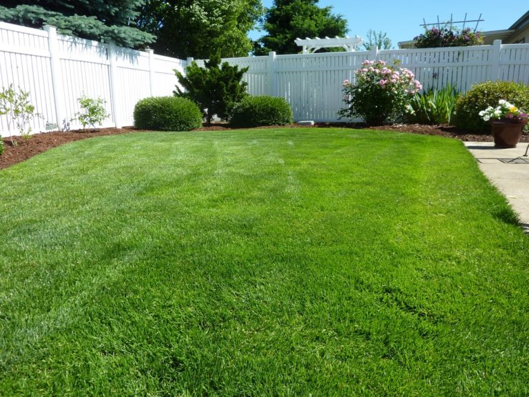 The 4 Best Grass Types for Lawns in Chicago, IL Lawnstarter