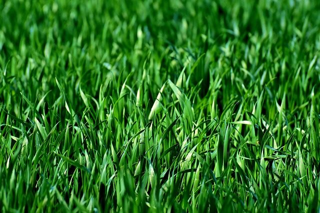 The 4 Best Grass Types for Lawns in Chicago, IL - Lawnstarter