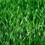 4 Best Grass Types for Lawns in Chicago