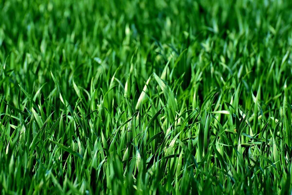 The Best Grass Types for Chicago, IL