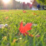 4 Simple Fall Lawn Care Tips for Indianapolis, IN Lawns