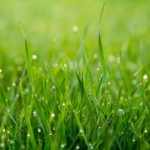 Know Your Yard: Grass Types Guide for Seattle, WA Homeowners