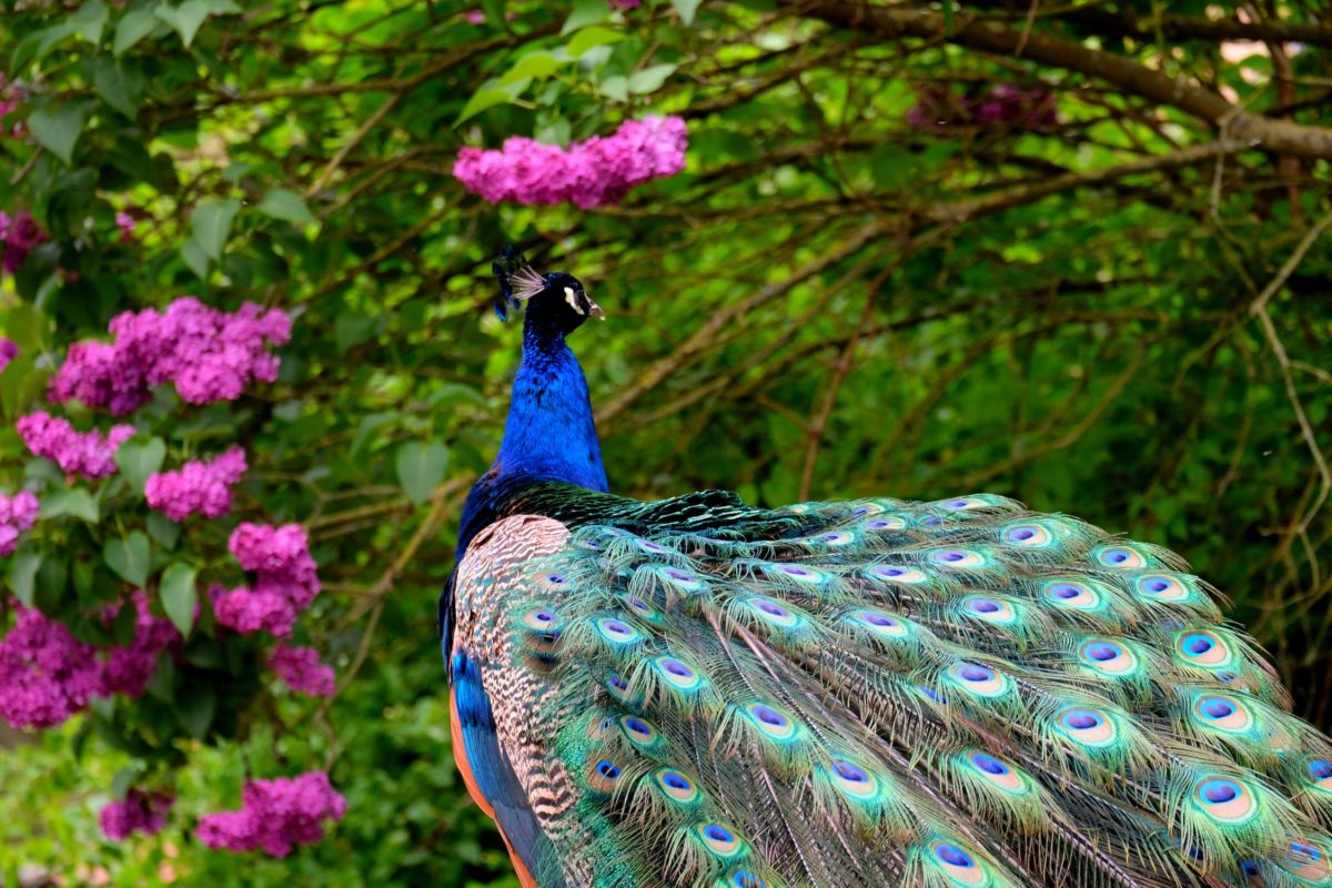wild peacock