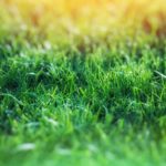 5 Popular Grass Types in Nashville, TN