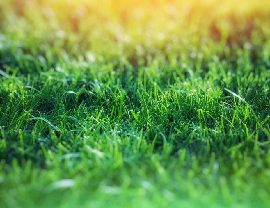 5 Best Grass Types in Nashville, TN