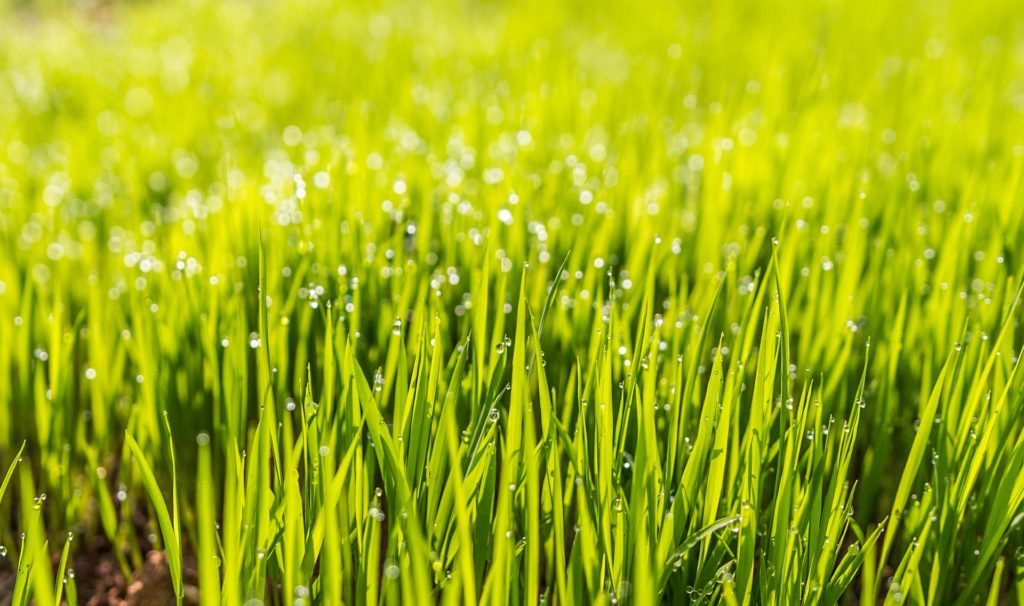 Lush lawn with water drops