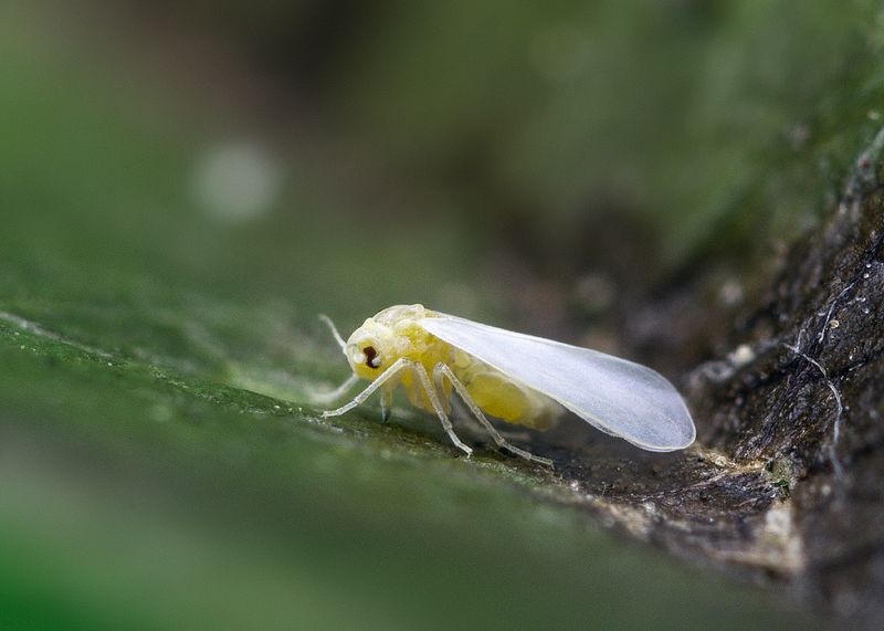 whitefly