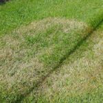 Tips For Keeping Your Visalia Lawn Fungus Free