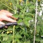 Organic Pest Control for Your Garden That Really Works