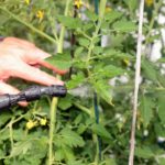 Organic Pest Control for Your Garden That Really Works