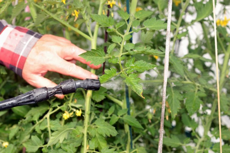 Gardener sprays tomato plant leaves with organic pest control solution in a greenhouse, targeting insects by hand near yellow blossoms.