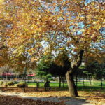 Fall Lawn Care Guide for San Diego Homeowners