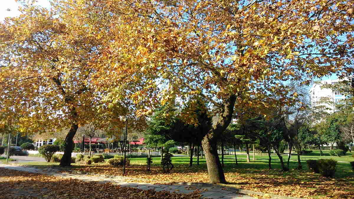 leaves falling off a tree in autumn