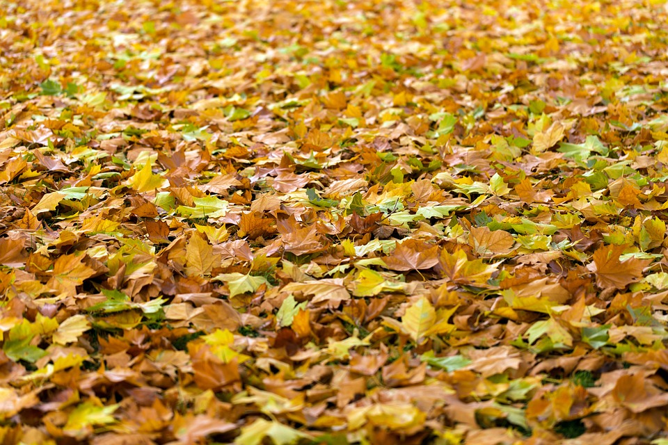 Fallen leaves in fall