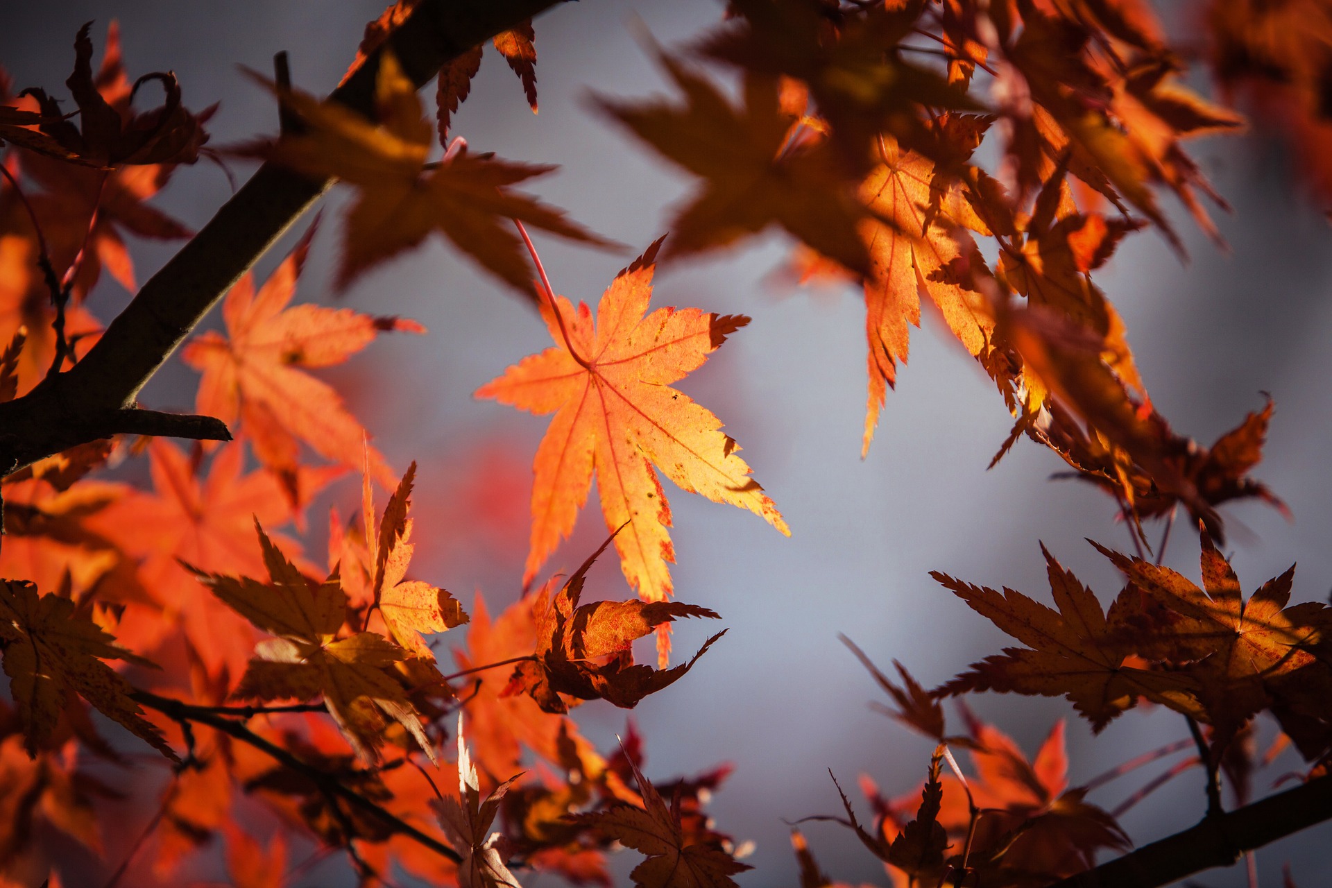 autumn leaves with gray background